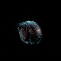 Dolphin Nebula