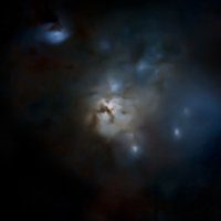 Northern Trifid